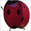 72D_ntp_LadyBug